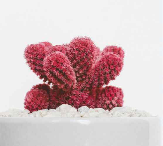 批发价格哪里的云呼死你网页版