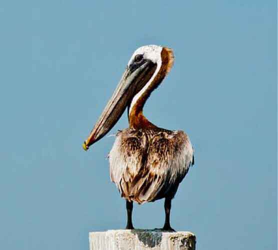 免费信息轰炸机